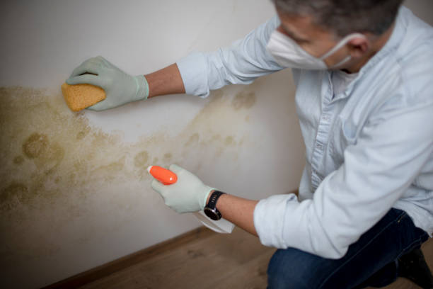 Attic Mold Removal in Franklin Grove, IL