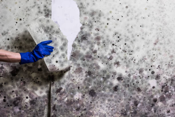 Best Mold Testing and Removal  in Franklin Grove, IL
